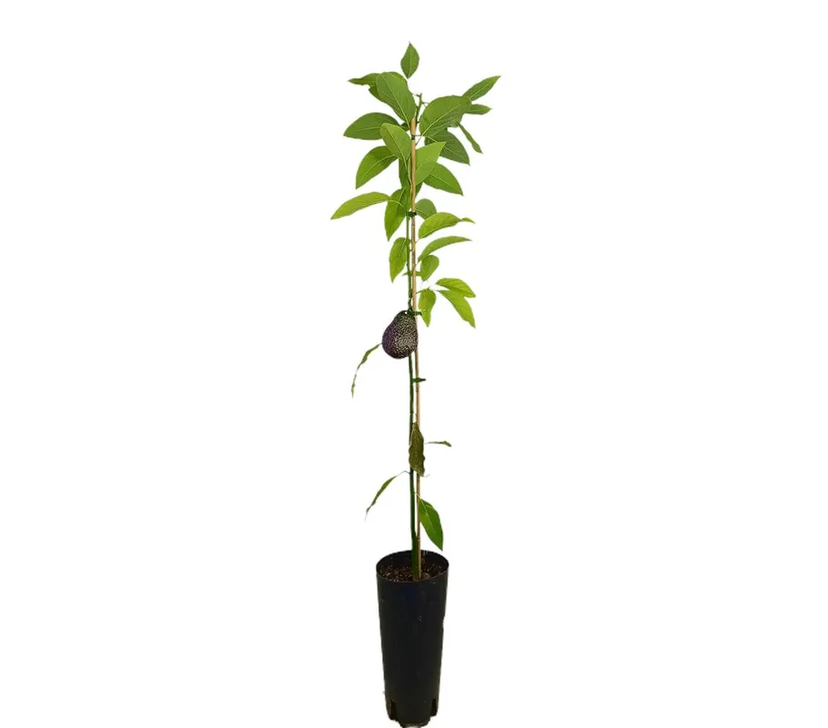 Aguacate Bacon Tb20 150-180cm Precio Reducido