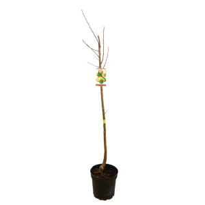 Peral Castell M25 130cm Precio Económico
