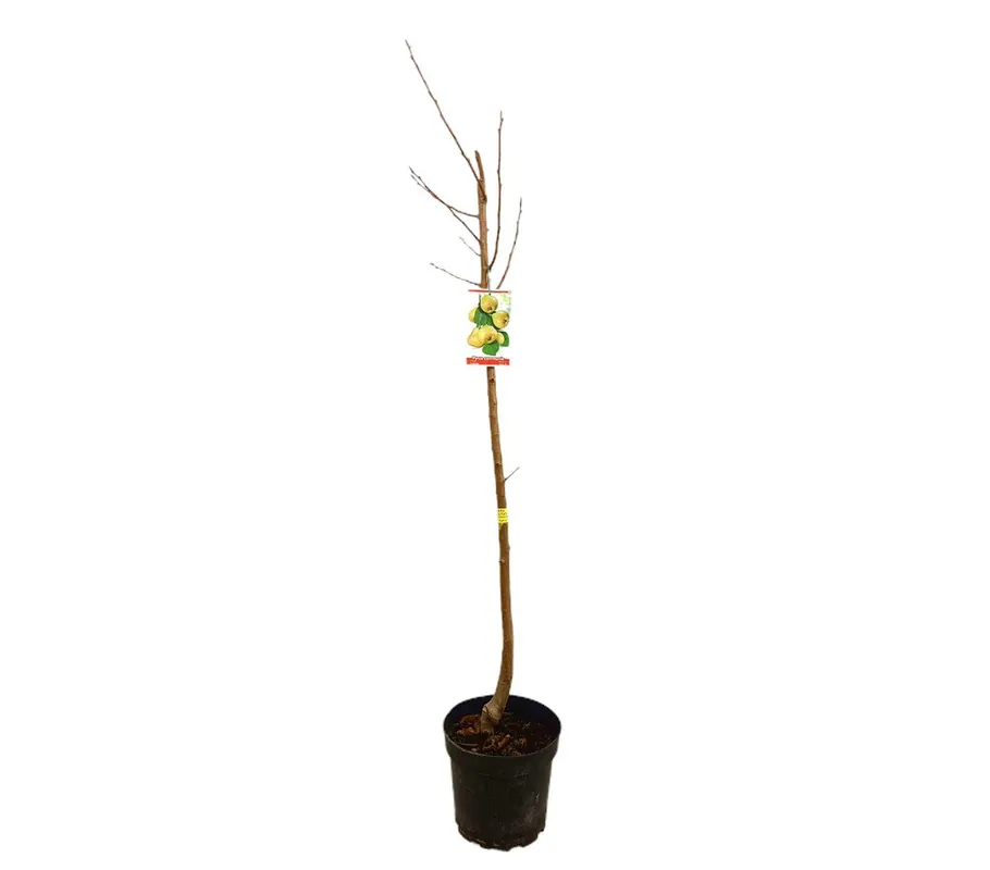 Peral Castell M25 130cm Precio Económico