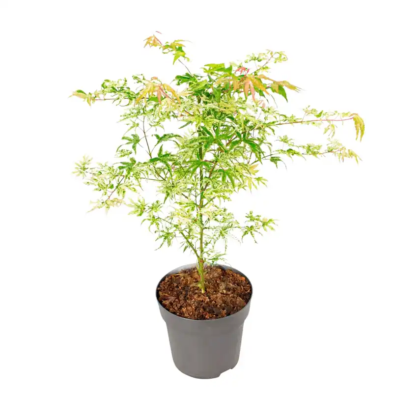 Arce Japonés - Acer Palmatum 'ukigumo' - Altura 50-60cm - ⌀19cm Novedad