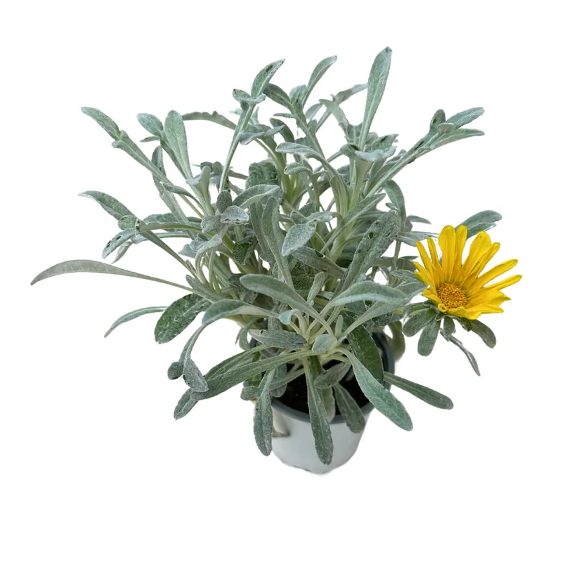 Gazania Rastrera, La Planta De Exterior Perfecta Para Cubrir Espacios Stock Limitado