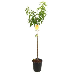Solo Hoy Melocotonero Catherine M25 100-120cm
