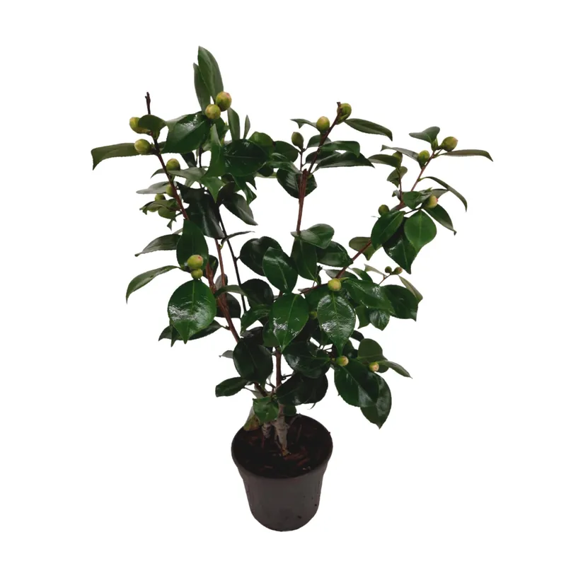 Planta De Té - Camellia Japonica 'bonomiana' - Altura 50-60cm - ⌀15cm Nuevo Modelo