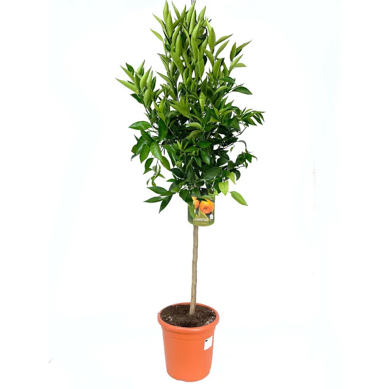 Mandarino Clementina Clemenules Copa M26 Novedad