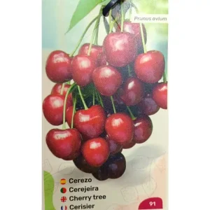 Cerezo Summit M25 A Buen Precio