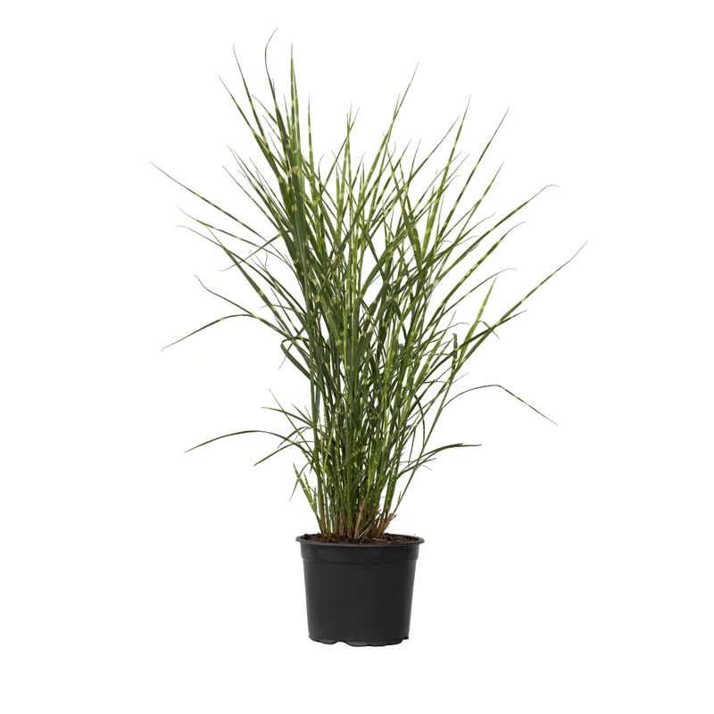 Pasto Plateado Chino - Miscanthus Sinensis 'zebrinus' - Altura 20-30cm - ⌀23cm Pedido Al Por Mayor