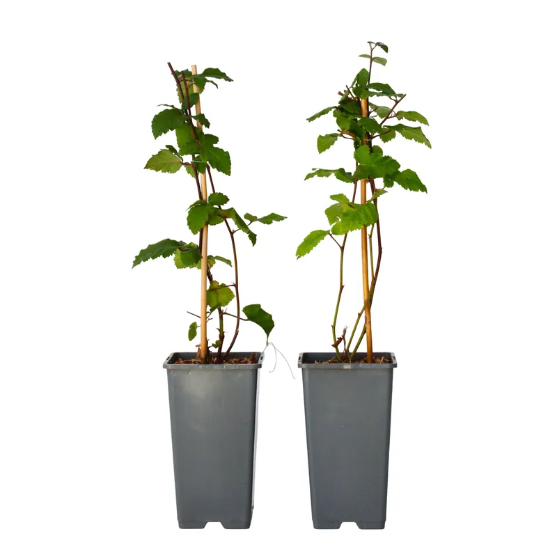 Zarzamora - 2 Pzs - Rubus Fruticosus 'thornfree' - Altura 50-60cm - ⌀15cm Precio Reducido