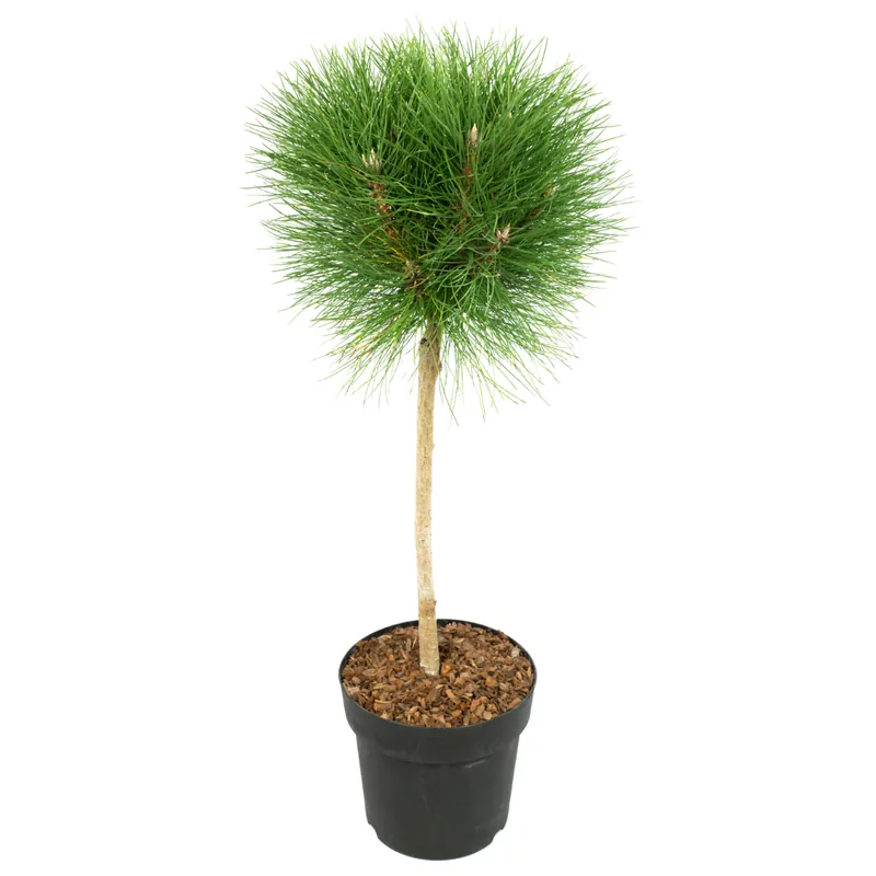 Lujoso Pino Enano - Pinus 'summer Breeze' - Altura 70-80cm - ⌀24cm