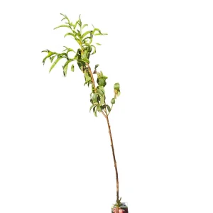 Popular Nectarina Maceta