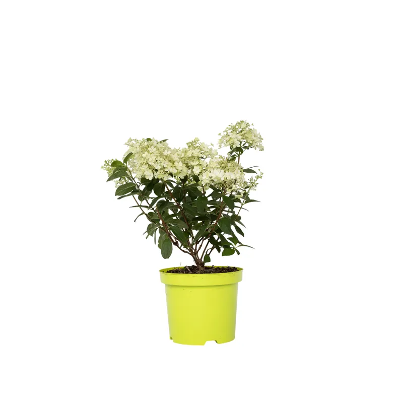 Hortensia - Hydrangea Paniculata 'bobo' - Altura 25-40cm - ⌀19cm Profesional