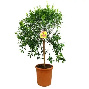 Mandarino Tardio M35 120-150cm Oferta Limitada