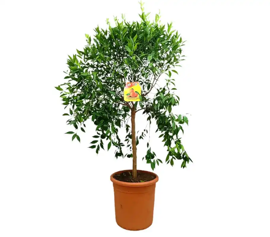 Mandarino Tardio M35 120-150cm Oferta Limitada