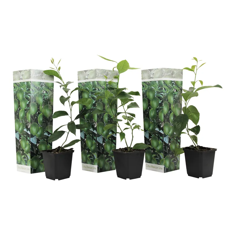 Últimas Unidades Limonia Aurantifolia - 3 Pzs - Citrus Aurantifolia - Altura 25-40cm - ⌀9cm