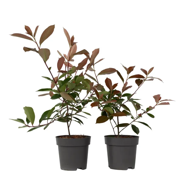 Ordena Ya Fotinia - 2 Pzs - Photinia Fraseri 'red Robin' - Altura 30-40cm - ⌀17cm