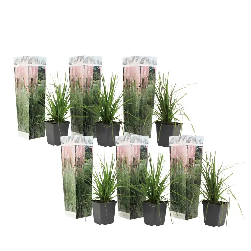 Premium Hierba Da Las Pampas - 6 Pzs - Cortaderia Selloana - Altura 25-40cm - ⌀9cm