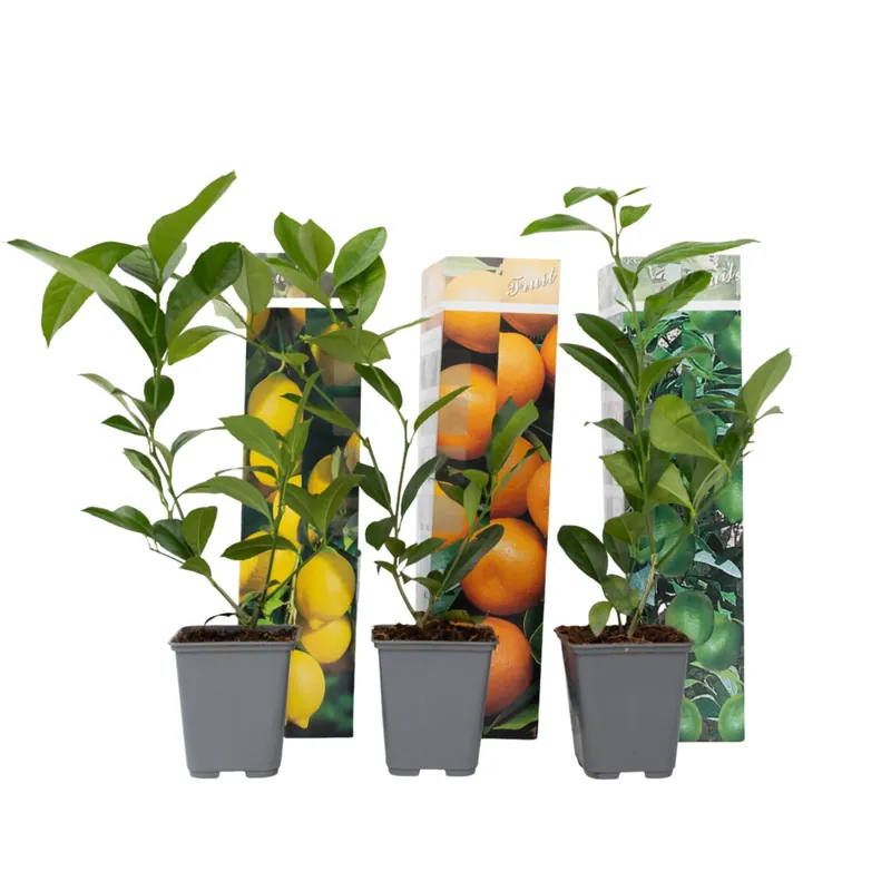 Mezcla De Árboles Frutales - 3 Pzs - Citrus Limon - Altura 25-40cm - ⌀9cm Oferta