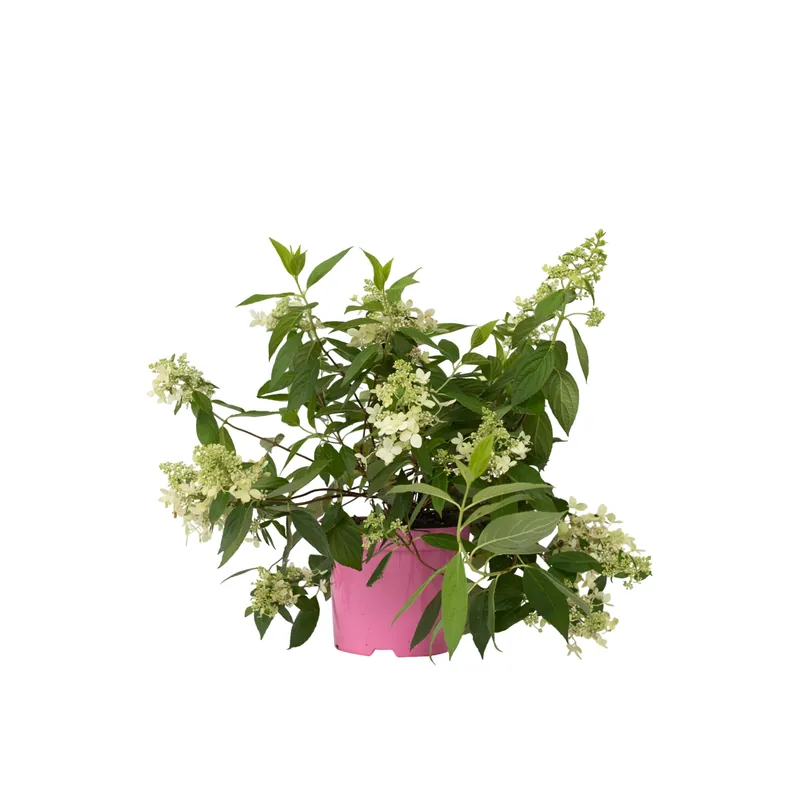 Garantía Incluida Hortensia - Hydrangea Paniculata 'confetti' - Altura 25-40cm - ⌀19cm