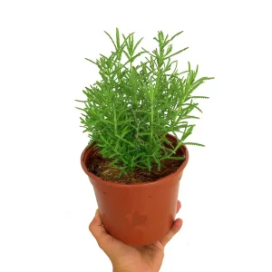Certificado Lavanda Dentata M16