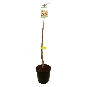 Precio Económico Almendro Desmayo M25 120-150cm