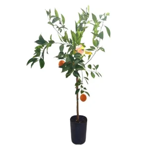 Naranjo Navelina Tb20 140cm Marca Reconocida