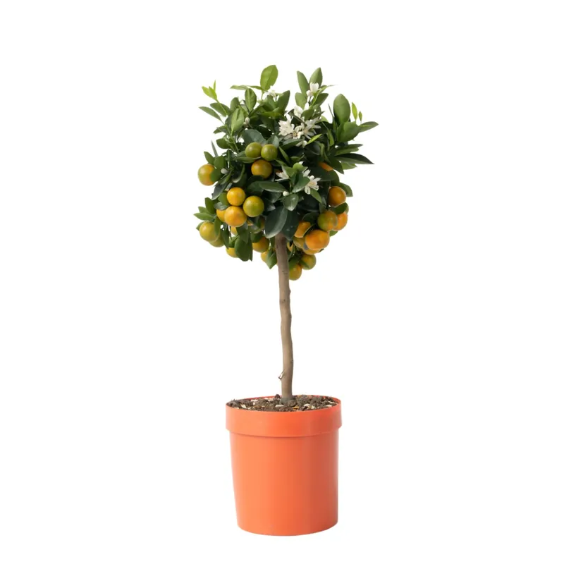 Edición Limitada Citrofortunella Microcarpa - Citrus Mitis 'calamondin' - Altura 55-65cm - ⌀19cm