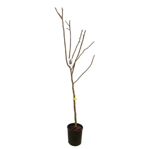 Higuera Brevera Negra M25 150cm Marca Reconocida