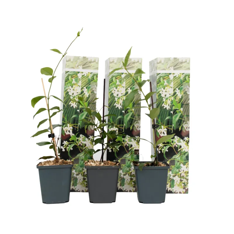Jazmín Estrellado - 3 Pzs - Trachelospermum Jasminoides - Altura 25-40cm - ⌀9cm Mejor Precio
