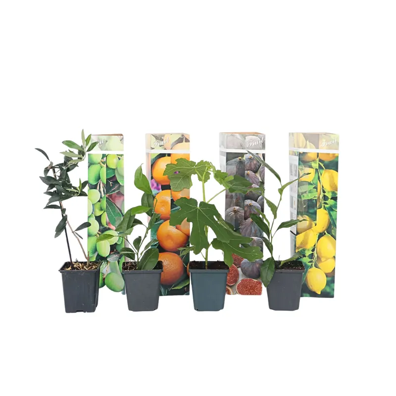 Liquidación Mezcla De Árboles Frutales - 8 Pzs - Altura 25-40cm - ⌀9cm