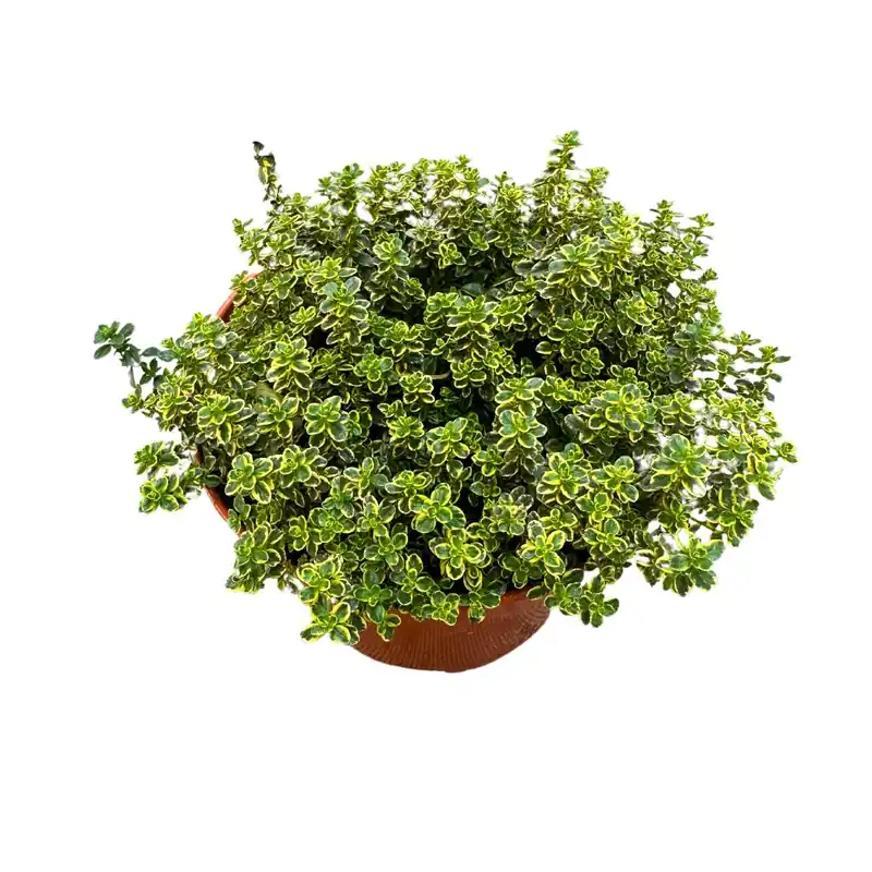 Tomillo Limón Planta Aromática Y Medicinal (thymus Citriodorus) Venta Final