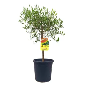 Bestseller Citrus Caviar Glauca M21 (limón Caviar Chino)