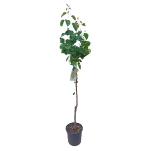 Albaricoquero Moniqui M25 100-120cm Precio Económico
