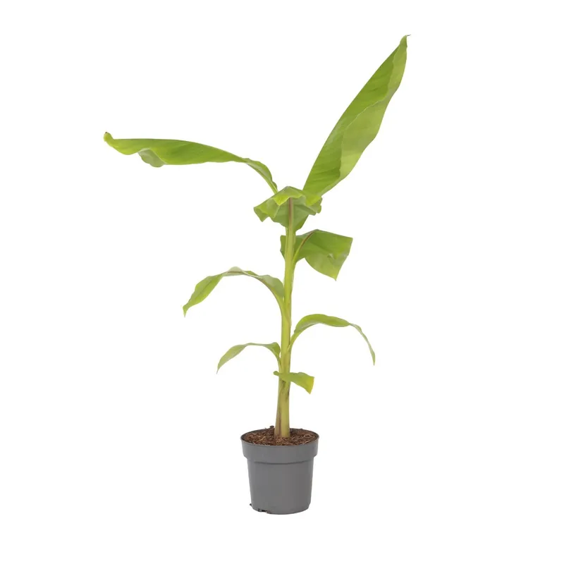 Platanera - Musa Basjoo - Altura 55-70cm - ⌀21cm Máxima Calidad