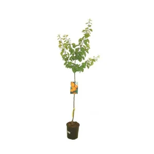 Árbol Frutal Albaricoquero Bulida M22 120-150 Cm Para Exterior Solo Hoy