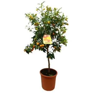 Kunkuat Copa M30 140cm Novedad