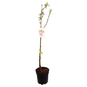 Melocotonero Paraguayo M25 120-150cm Envío Exprés