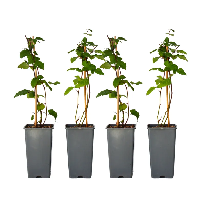 Últimas Unidades Zarzamora - 4 Pzs - Rubus Fruticosus 'thornfree' - Altura 50-60cm - ⌀15cm