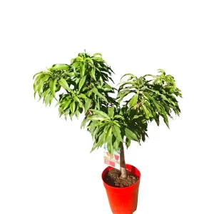 Precio Reducido Nectarina Enana Maceta