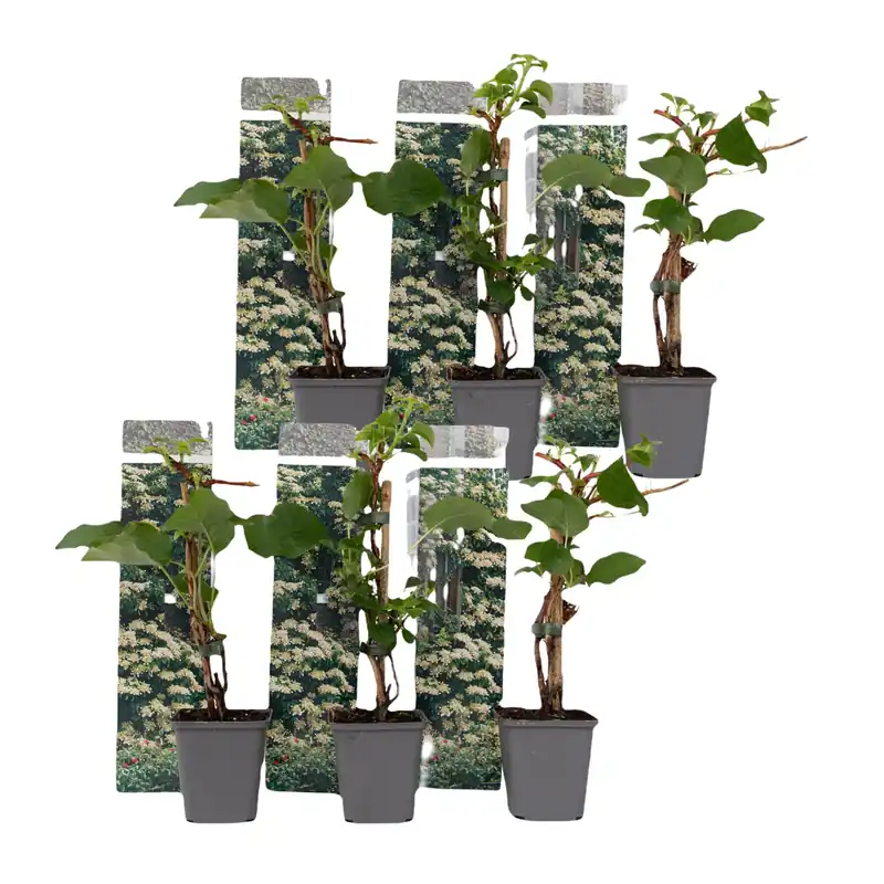 Original Hortensia Trepadora - 6 Pzs - Hydrangea Petiolaris - Altura 25-40cm - ⌀9cm