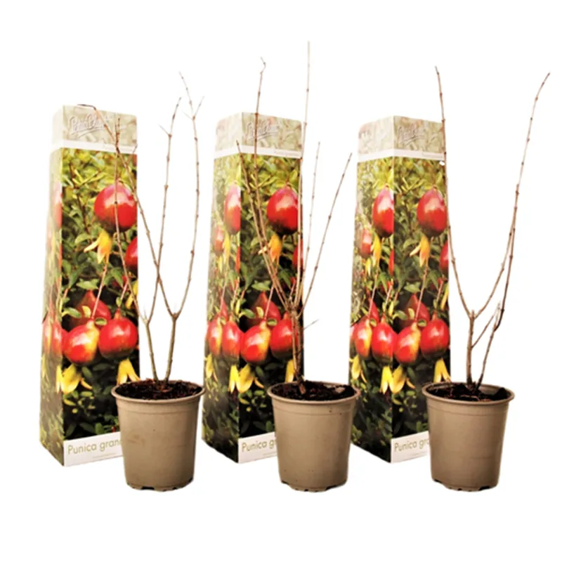 Gran Oferta Granado - 3 Pzs - Punica Granatum - Altura 25-40cm - ⌀9cm