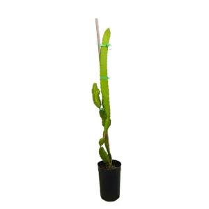 Pitaya Roja M17 150-175cm (fruta Del Dragón) Edición Limitada