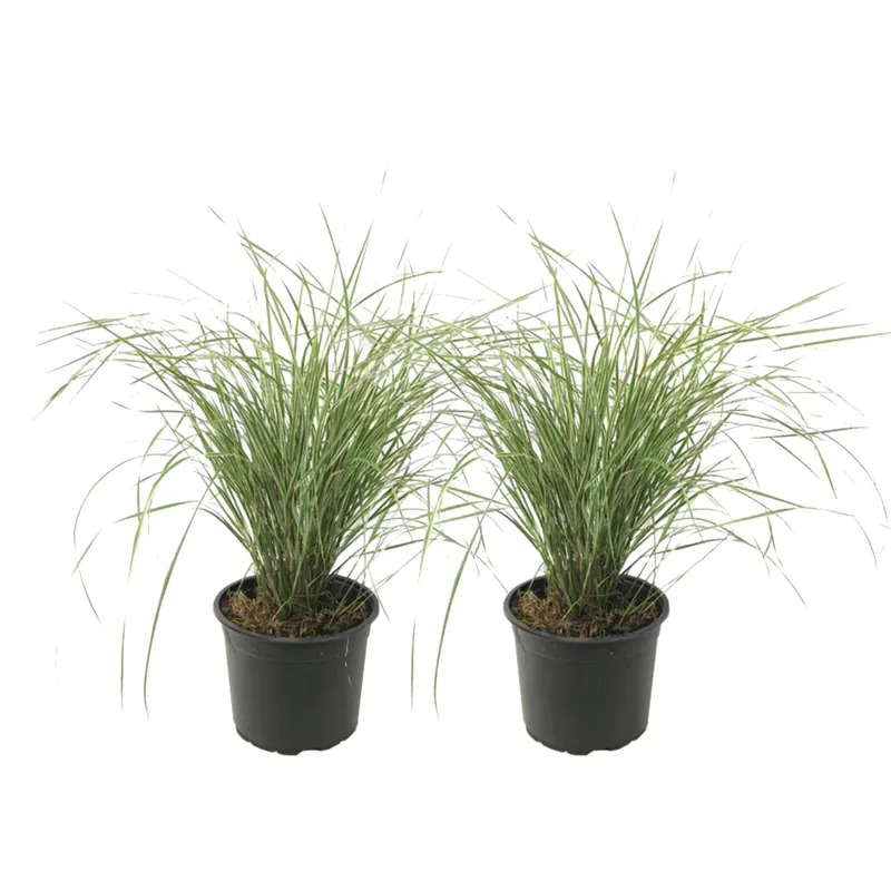 Plantas De Hierba De Caña - 2 Pzs - Calamagrostis 'overdam' - A20-30cm - ⌀23cm Rebajas