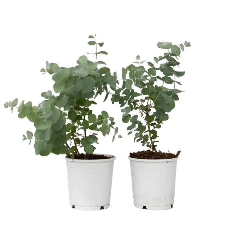 Eucalipto - 2 Pzs - Eucalyptus 'pulverulenta' - Altura 25-40cm - ⌀13cm Edición Limitada
