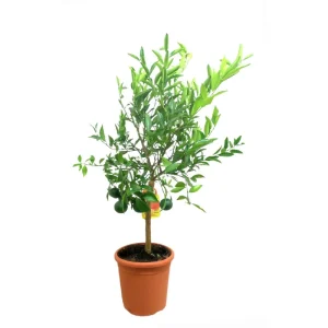 Mandarino Tardio M20 75-95cm Comprar En Línea