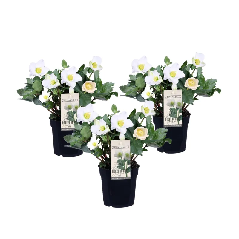 De Moda Eléboro - 3 Pzs - Helleborus Niger 'mont Blanc' - Altura 20-30cm - ⌀12cm
