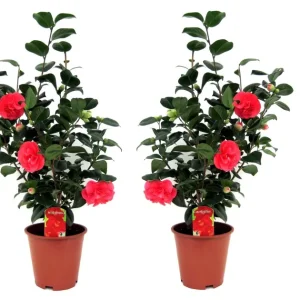 Rosa Japonesa - 2 Pzs - Camellia Japonica 'lady Campbell' - A60-70cm - ⌀19cm Pedido Al Por Mayor