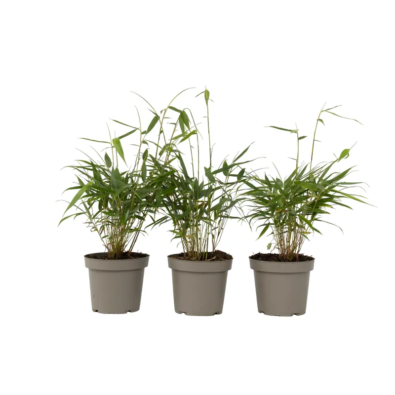 Ordenar Ahora Mismo Bambú - 3 Pzs - Fargesia Scabrida 'asian Wonder' - Altura 25-40cm - ⌀13cm