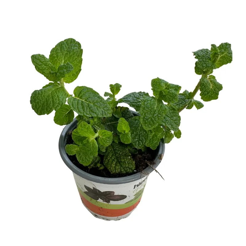 Hierbabuena Planta Aromática Y Medicinal (mentha Spicata) Envío Inmediato