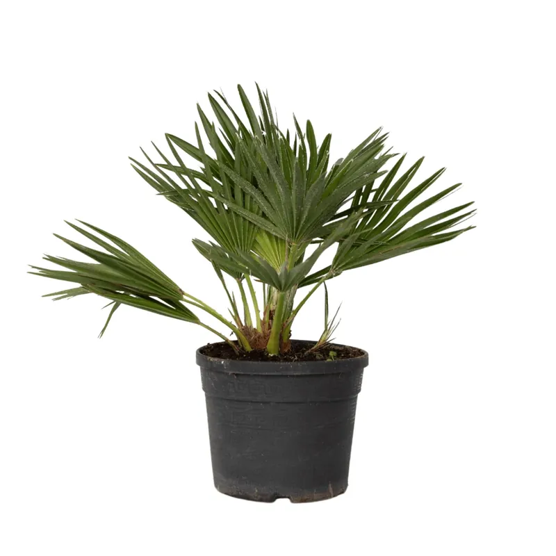 Pedido Al Por Mayor Palmito - Margallo - Chamaerops 'vulcano' - Altura 35-45cm - ⌀19cm