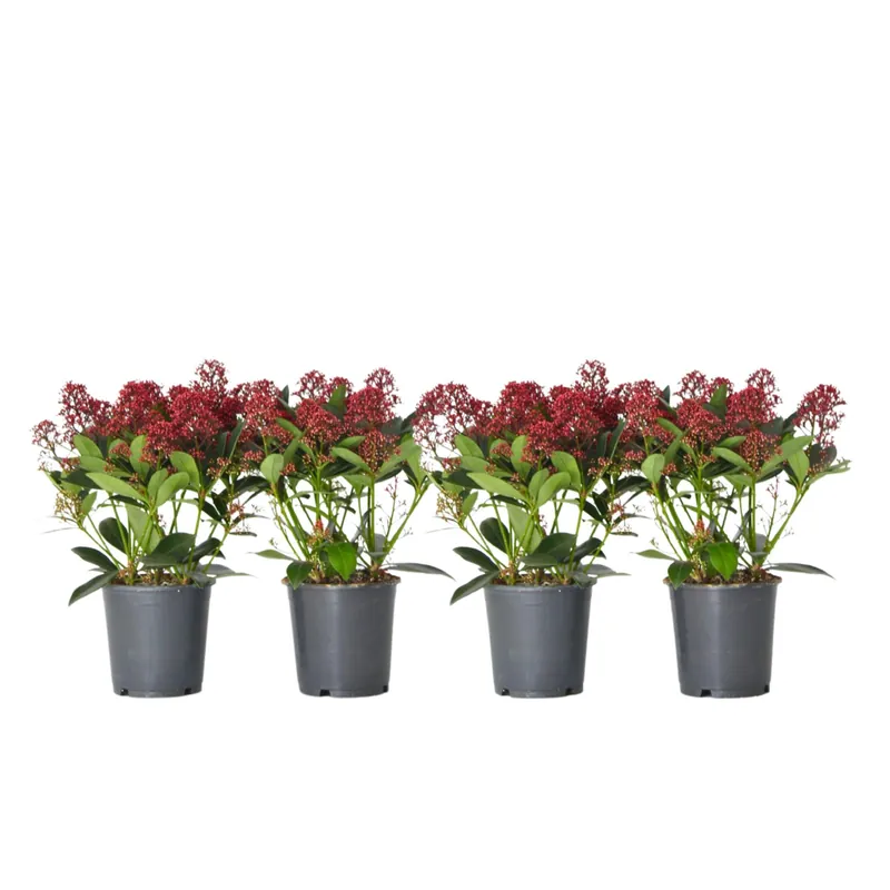 Esquimia - 4 Pzs - Skimmia Japonica 'rubella' - Altura 35-45cm - ⌀15cm Precio Rebajado