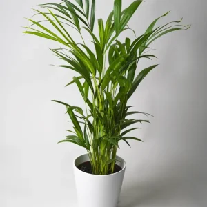 Últimas Unidades Palmera Dypsis O Areca | Altura 110cm - Maceta 21cm